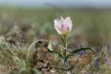 Tulipa suaveolens