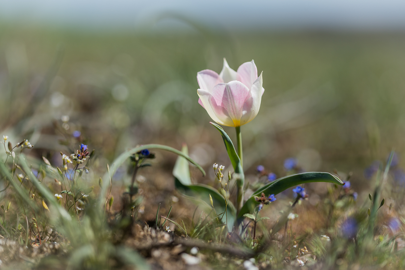 Изображение особи Tulipa suaveolens.