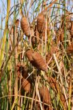 Typha minima. Соплодия. Казахстан, Алматинская обл., Чарынский нац. парк, пойма р. Чарын, ур. Куртогай, пересыхающая протока. 11 октября 2024 г.