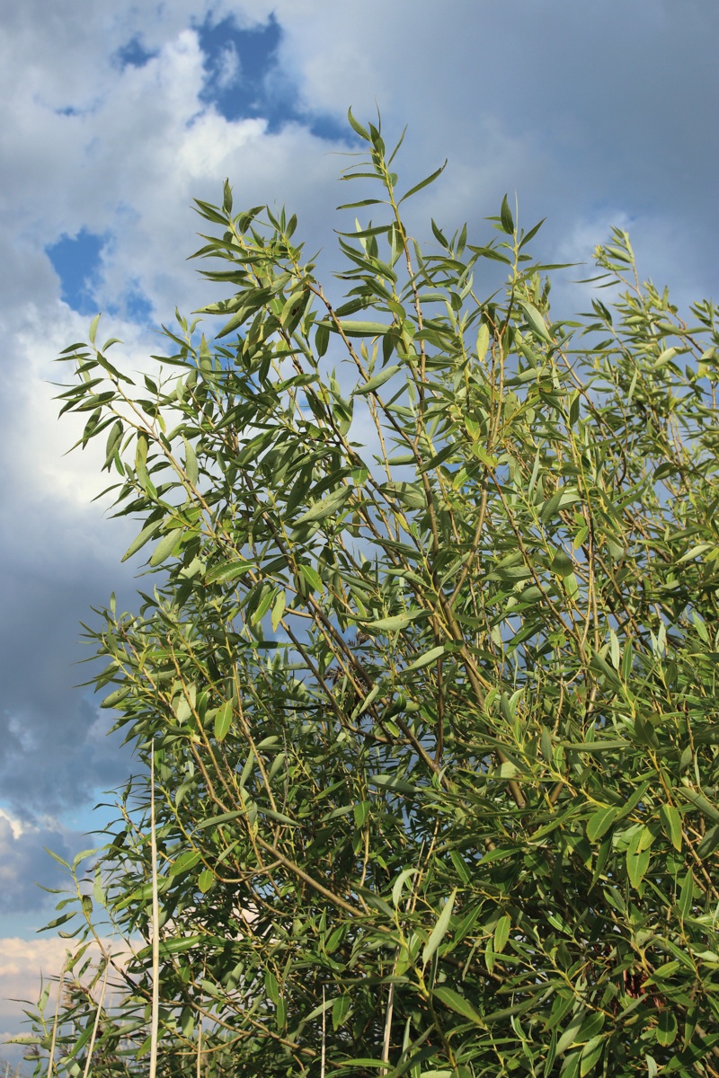 Изображение особи Salix pentandra.