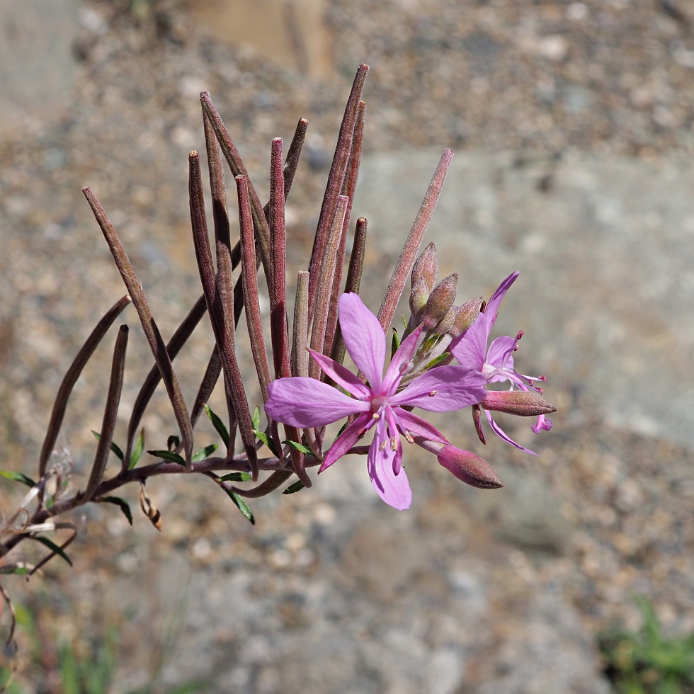 Image of Chamaenerion colchicum specimen.