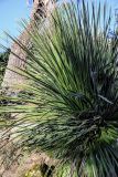 View full-size image Dasylirion graminifolium