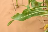 Смотреть изображение Isatis sabulosa