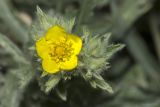 Смотреть изображение Potentilla recta