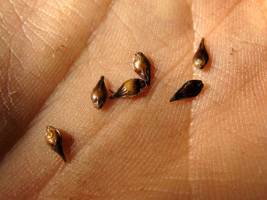 Image of Carex muricata specimen.