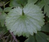 Смотреть изображение Ranunculus cassubicus