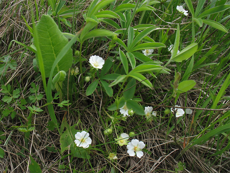 Image of Potentilla alba specimen.