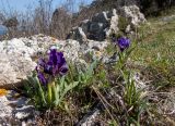 View full-size image Iris pumila