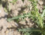 View full-size image Carduus onopordioides