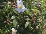 View full-size image Rosa sempervirens