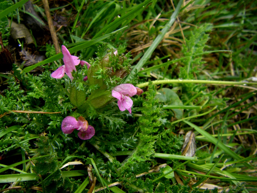 Image of Pedicularis sylvatica specimen.