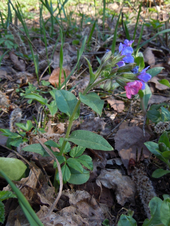 Изображение особи Pulmonaria obscura.