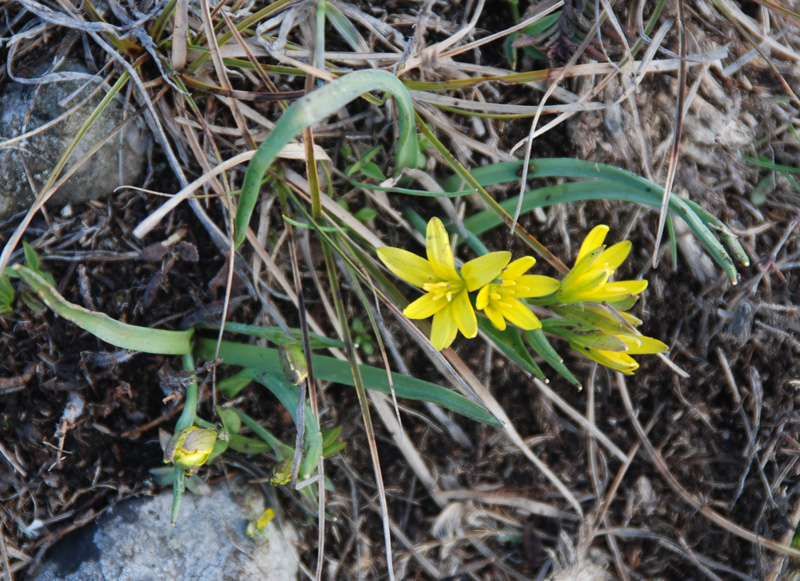 Image of genus Gagea specimen.