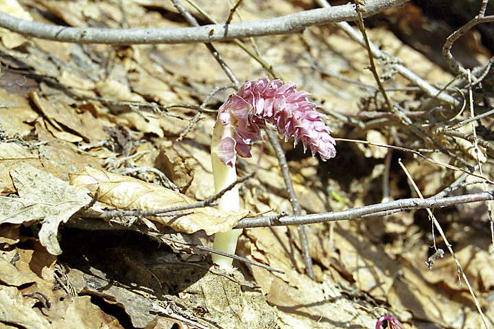 Image of Lathraea squamaria specimen.