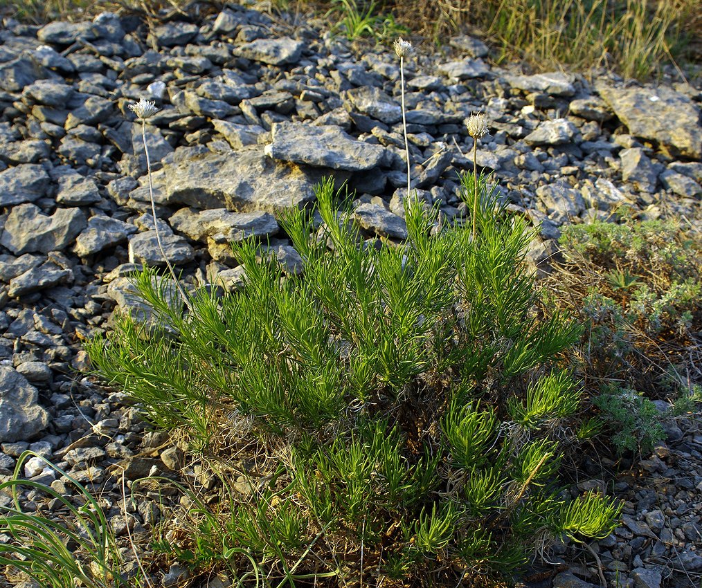 Image of Jurinea suffruticosa specimen.