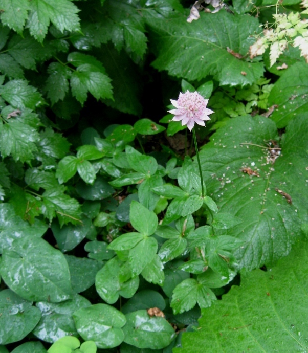 Image of Astrantia maxima specimen.