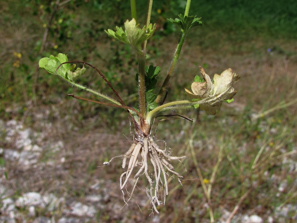 Image of Ranunculus sardous specimen.