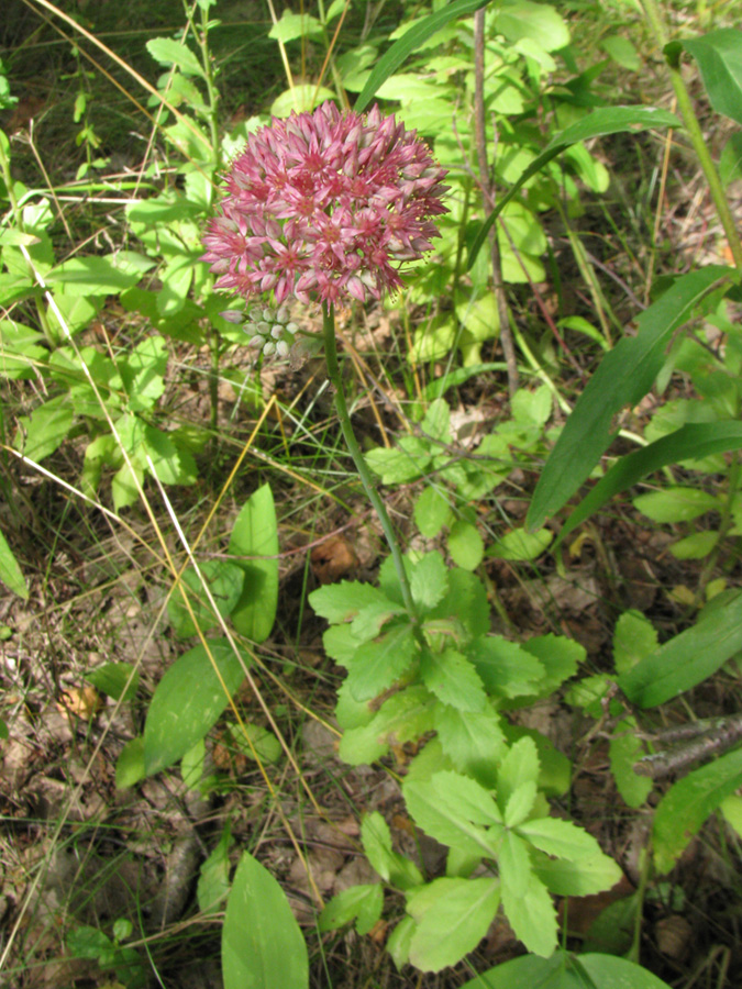 Изображение особи Hylotelephium triphyllum.