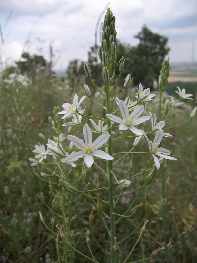 Image of Ornithogalum ponticum specimen.