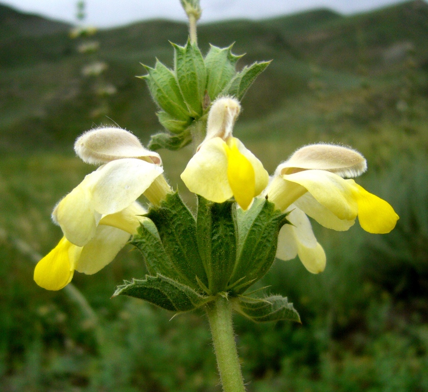 Image of Phlomoides labiosa specimen.