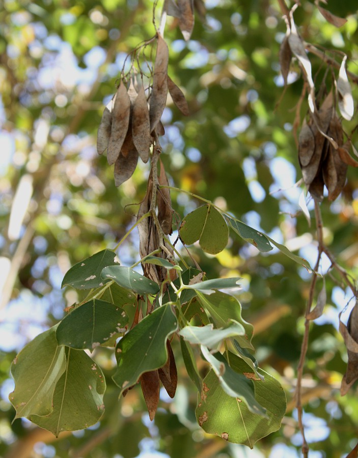 Изображение особи Dalbergia sissoo.