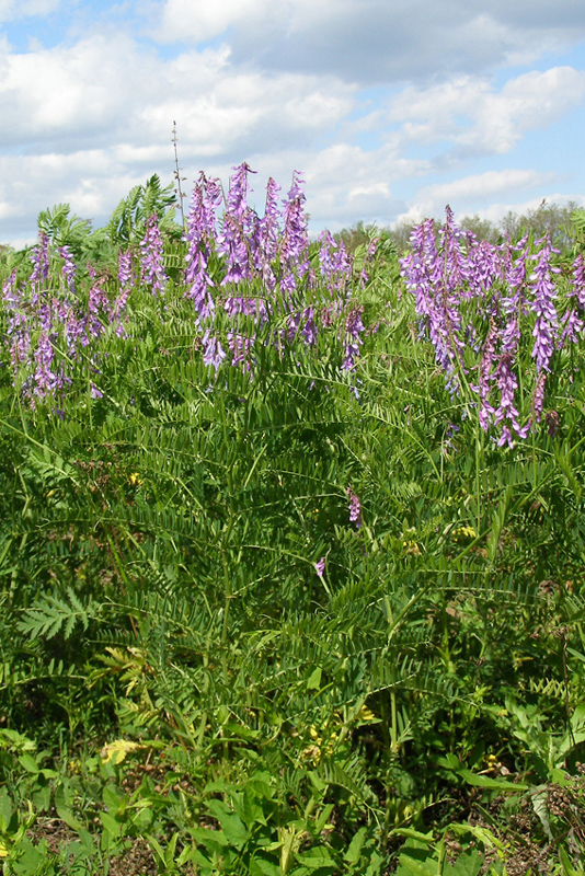 Image of Vicia tenuifolia specimen.