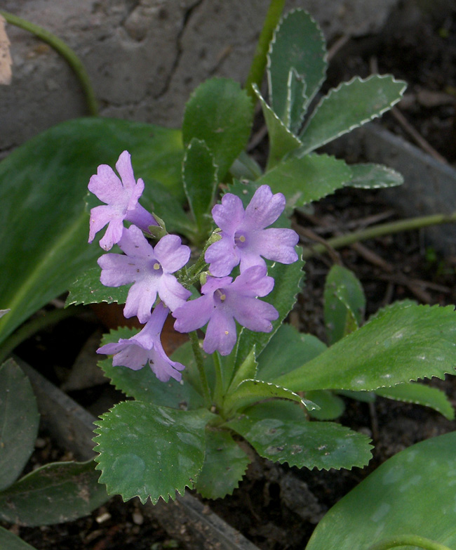 Image of Primula marginata specimen.