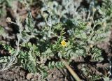 Potentilla bifurca