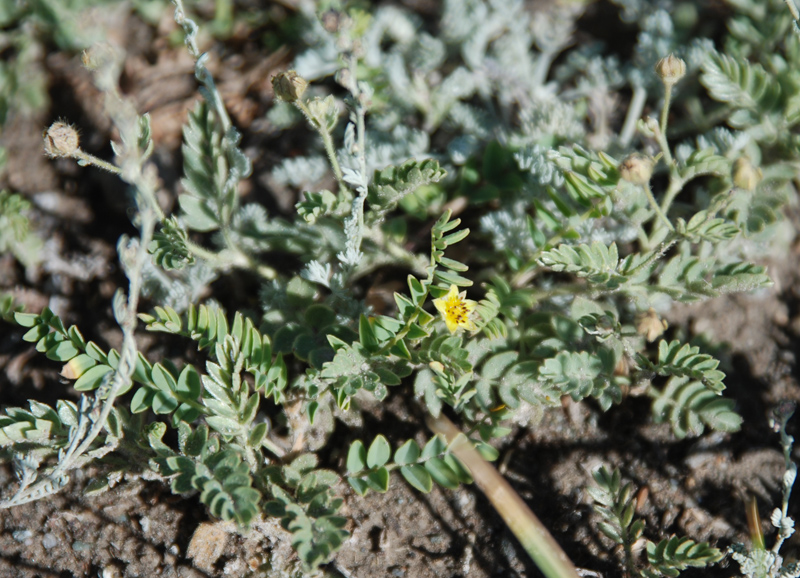 Изображение особи Potentilla bifurca.