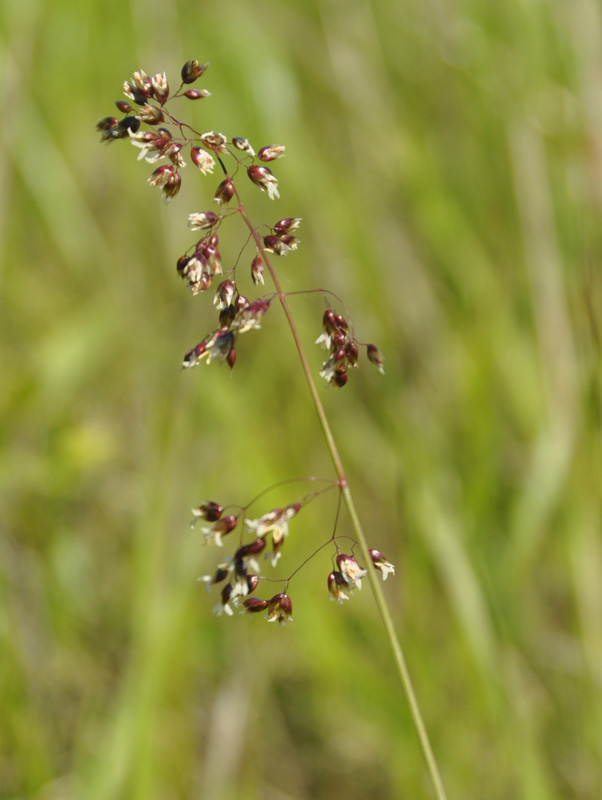 Image of Hierochloe arctica specimen.