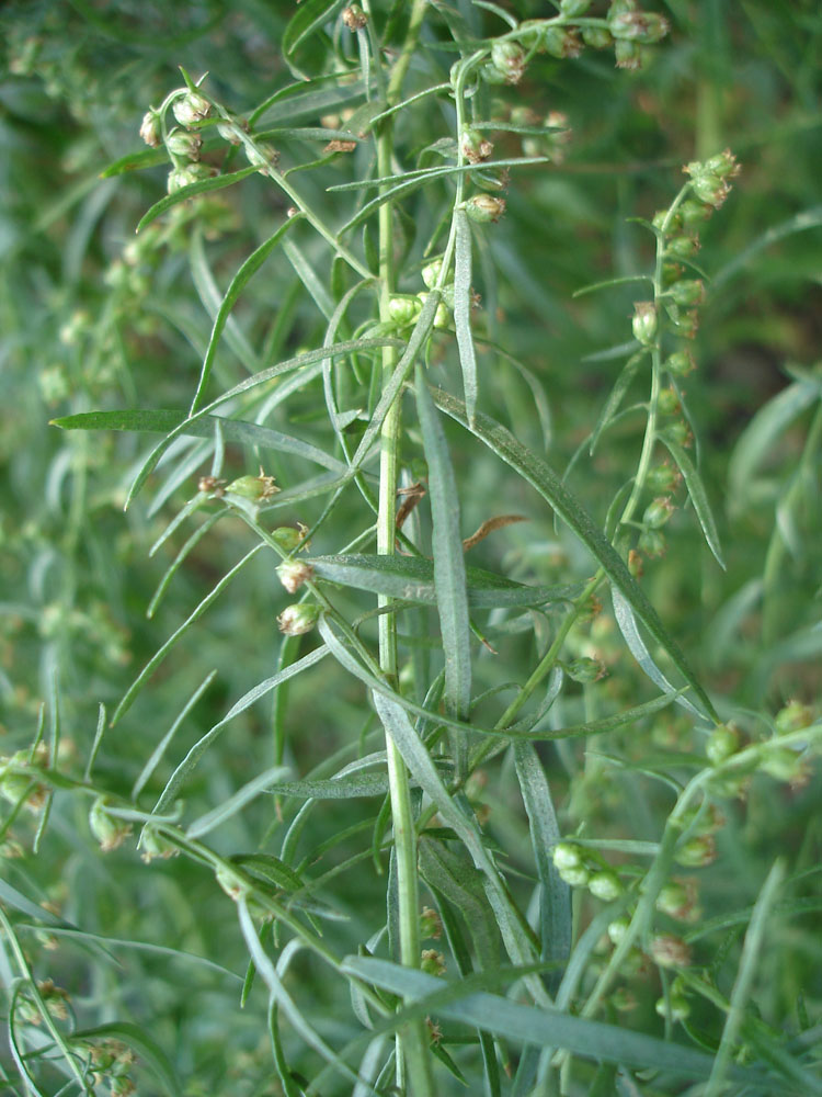 Image of Artemisia dracunculus specimen.