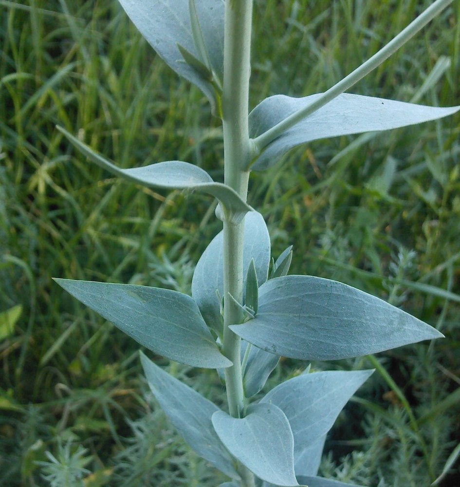 Изображение особи Linaria genistifolia.