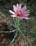 Tragopogon ruber. Цветущее растение. Казахстан, Карагандинская обл., подножье горы Бектауата. 01.05.2012.