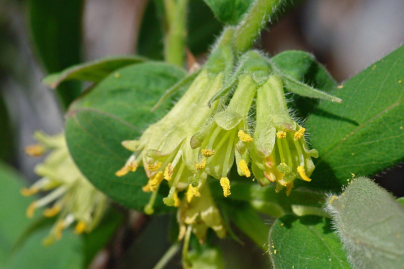 Изображение особи Lonicera edulis.