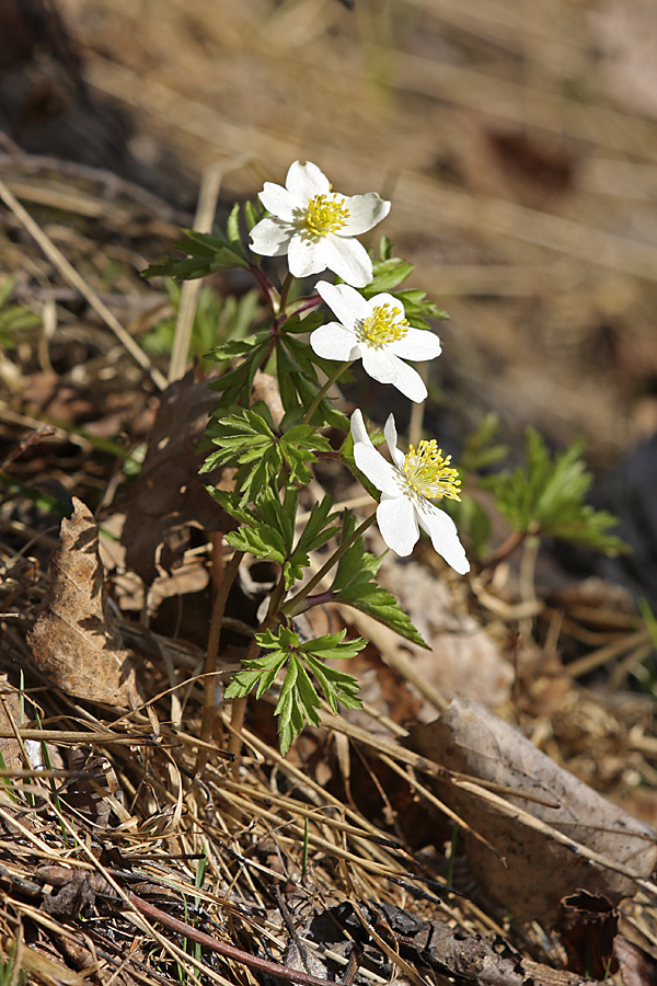 Image of Anemone nemorosa specimen.