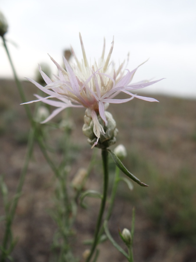 Image of Centaurea breviceps specimen.