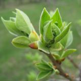 Syringa vulgaris