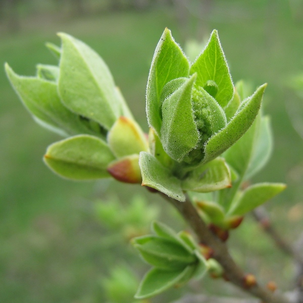 Изображение особи Syringa vulgaris.