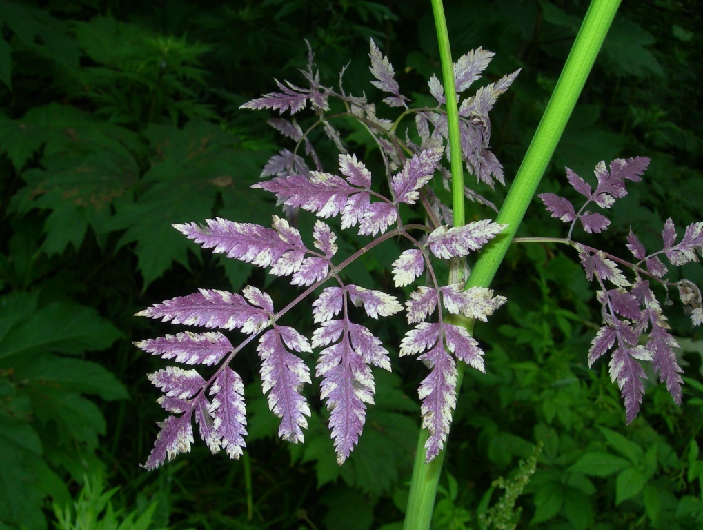 Image of Anthriscus sylvestris specimen.