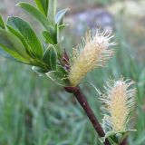 View full-size image Salix apoda