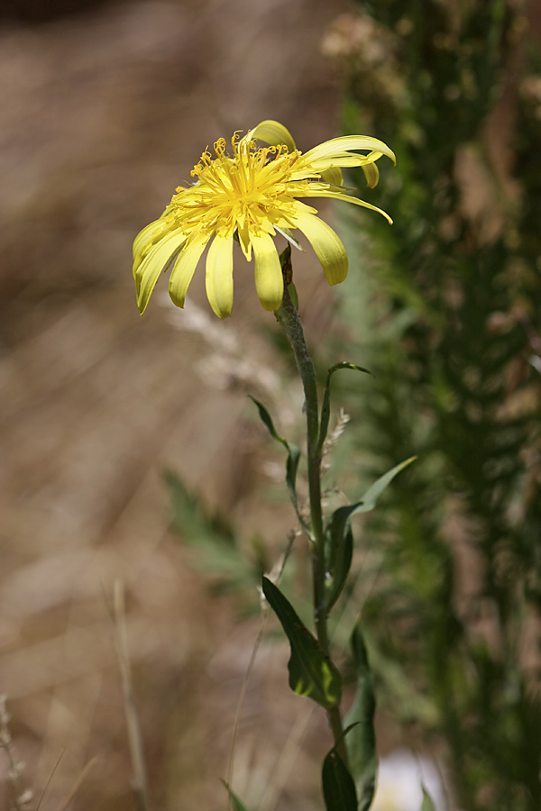 Image of Tragopogon orientalis specimen.