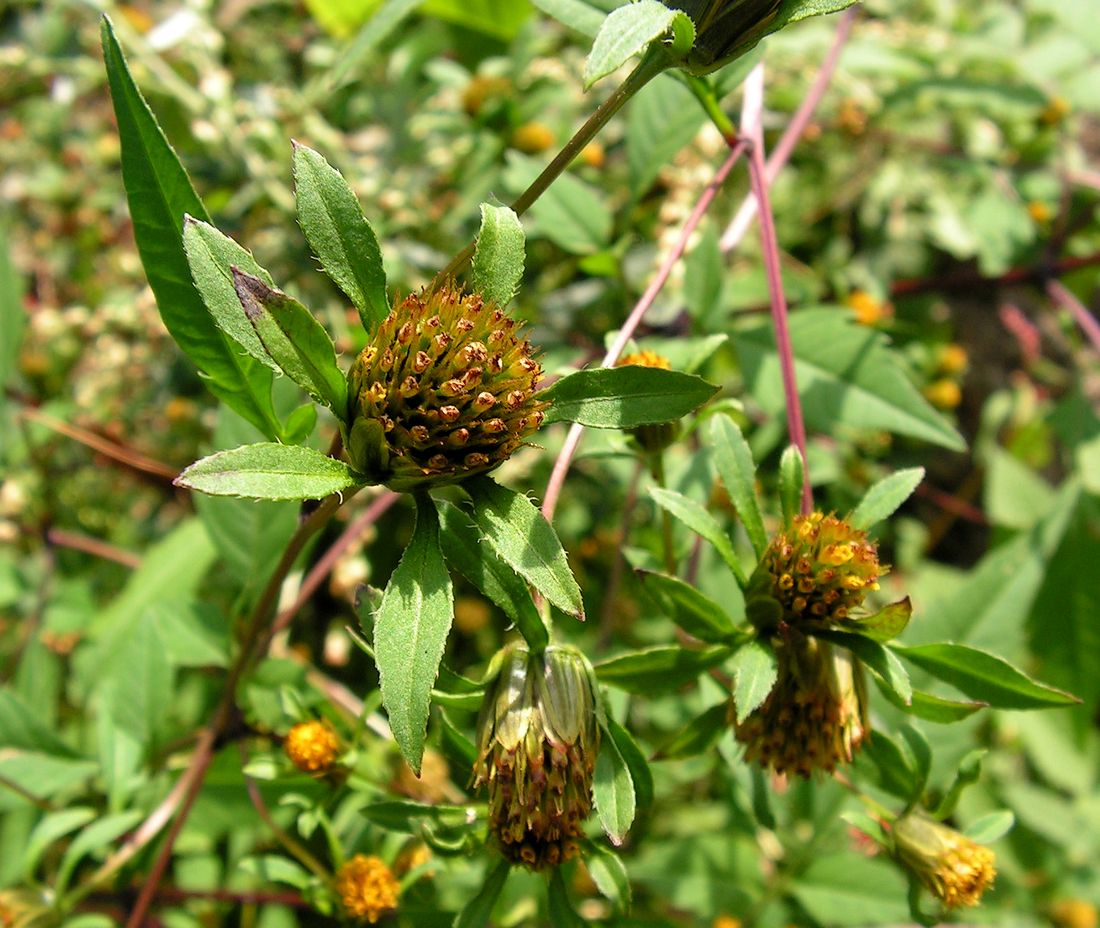 Изображение особи Bidens frondosa.