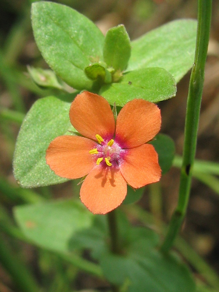 Изображение особи Anagallis arvensis.