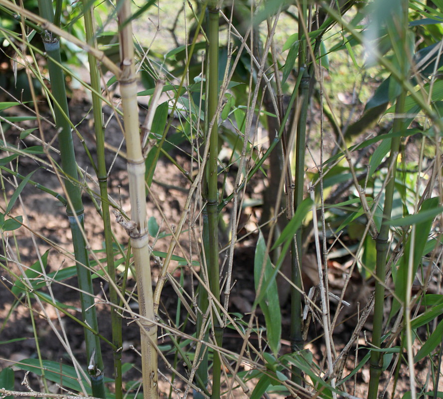 Image of genus Phyllostachys specimen.