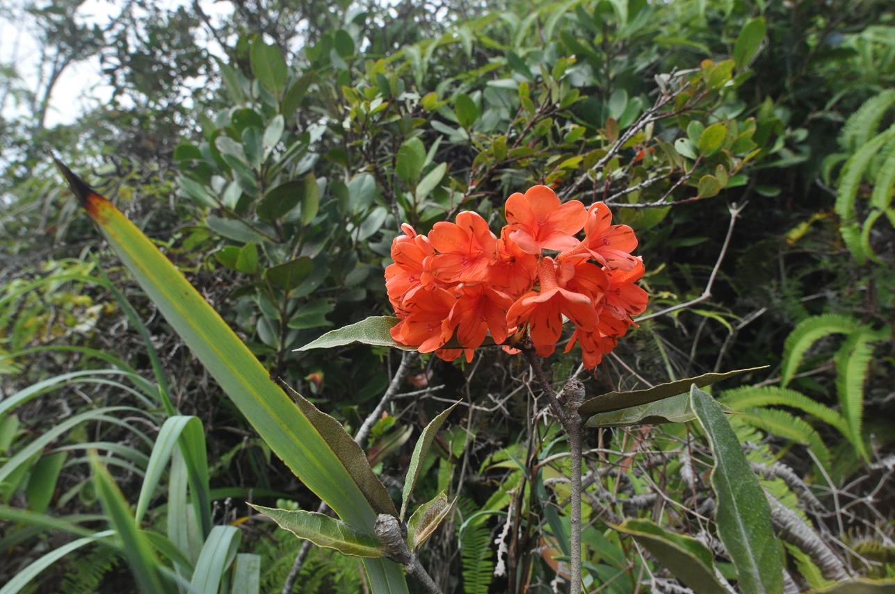 Изображение особи род Rhododendron.