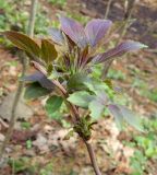 Sambucus racemosa. Молодые листья. Подмосковье, окр. г. Одинцово, смешанный лес. Май 2013 г.