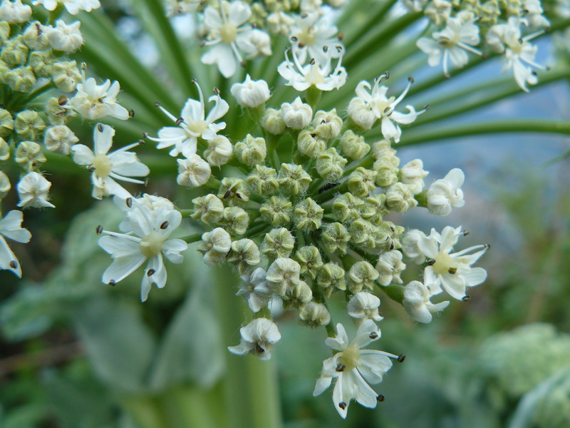 Изображение особи Heracleum stevenii.