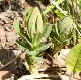 Euphorbia pilosa. Молодые побеги. Новосибирская обл., Искитимский р-н, окр. дер. Новососедово, ур. Бердские скалы, березняк травяной. 15.05.2013.