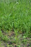 Смотреть изображение род Valeriana