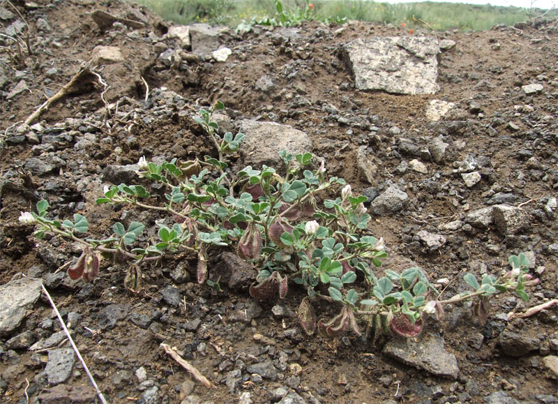 Изображение особи Melilotoides biflora.